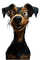 Hond - darmowe png animowany gif