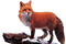 dolceluna fox - png gratuito GIF animata