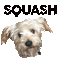 Squash Blossom Boutique - GIF animado gratis GIF animado