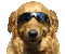 Kaz_Creations Dog Pup Dogs 🐶 - GIF animé gratuit GIF animé