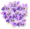 fleurs - 免费PNG 动画 GIF