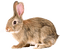 Bunny.Rabbit.Brown - бесплатно png анимированный гифка