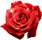 Rose - Darmowy animowany GIF animowany gif