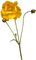 Yellow flower.Fleur jaune.Victoriabea - PNG gratuit GIF animé