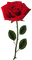red rose,fleur, deko, Orabel