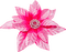 Christmas.Flower.Pink - kostenlos png Animiertes GIF