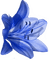 blume flowers - безплатен png анимиран GIF
