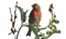 oiseau - ilmainen png animoitu GIF