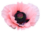 poppy flowers bp - Free PNG Animated GIF