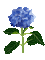 Flor azul - Nemokamas animacinis gif animuotas GIF