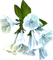 fleur bleu.Cheyenne63 - ücretsiz png animasyonlu GIF