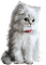 katt--djur--Cat---white - png gratuito GIF animata