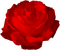All My Roses - Free PNG Animated GIF