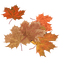 fall autumn leaf leaves feuille - PNG gratuit GIF animé
