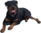 dog NitsaPap - Ücretsiz animasyonlu GIF animasyonlu GIF