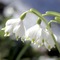 fleur blanche - png gratis GIF animasi