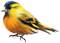 Kaz_Creations Birds Bird Blue-Yellow - PNG gratuit GIF animé