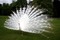 pavão branco - gratis png animerad GIF