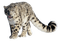 snow leopard bp - ilmainen png animoitu GIF