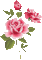 flowers katrin - Bezmaksas animēts GIF animēts GIF