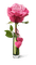 rose - ingyenes png animált GIF