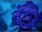 Kaz_Creations Backgrounds Background Flower - gratis png geanimeerde GIF