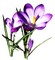 Flowers - besplatni png animirani GIF