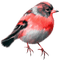 Bird.Black.White.Red - PNG gratuit GIF animé