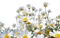 Daisies.Marguerites.Fleurs.Garden.Victoriabea - ücretsiz png animasyonlu GIF