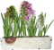 Kaz_Creations Deco Flowers Flower Colours Plant Vase - png grátis Gif Animado