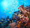 Rena Ocean Ozean underwater Hintergrund - gratis png geanimeerde GIF