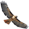 hawk katrin - PNG gratuit GIF animé