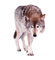 wolf milla1959 - 免费PNG 动画 GIF