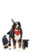 loly33 chien  hiver - png grátis Gif Animado
