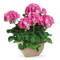 flowers - GIF animé gratuit