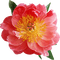 Tournesol94 fleur - ilmainen png animoitu GIF