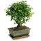 bonsai, sunshine3 - PNG gratuit GIF animé