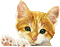 Tête de chat - Gratis animerad GIF animerad GIF
