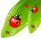soave  ladybug leaves animated red green