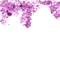 Zhang Xiao Bai Oriental flowes Purple - Free PNG Animated GIF