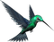 Humming Bird - PNG gratuit GIF animé
