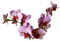 lotus - nemokama png animuotas GIF