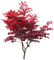Plants.Tree.Arbre.Red.leaves.Victoriabea - PNG gratuit GIF animé