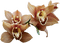 Flowers brown bp - 免费PNG 动画 GIF