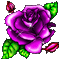 purple rose - GIF animé gratuit GIF animé