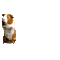 cochon d'inde - Darmowy animowany GIF animowany gif