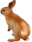 kikkapink autumn bunny - besplatni png animirani GIF