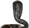 snake - zadarmo png animovaný GIF