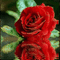 Rena Rose Blume rot animated - Darmowy animowany GIF animowany gif