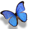 Papillon - kostenlos png Animiertes GIF